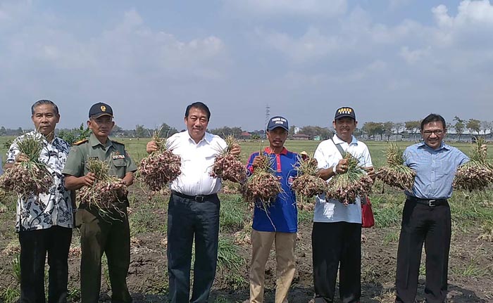 BUMN Diminta Bermitra dengan Petani Bawang Merah, Antisipasi Anomali Harga